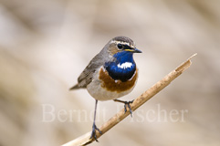 Blaukehlchen  - Zum Vergroessern klicken!