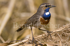 Blaukehlchen - Zum Vergroessern klicken!