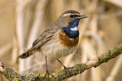 Blaukehlchen - Zum Vergroessern klicken!