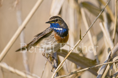 Blaukehlchen  - Zum Vergroessern klicken!