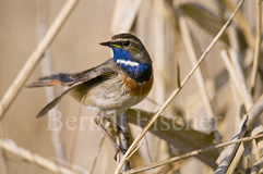 Blaukehlchen  - Zum Vergroessern klicken!