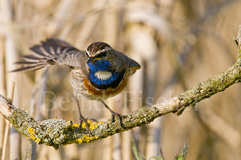 Blaukehlchen  - Zum Vergroessern klicken!