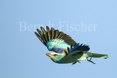 Blauracke - Zum Vergroessern klicken!