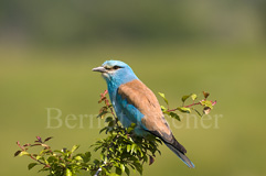 Blauracke  - Zum Vergroessern klicken!