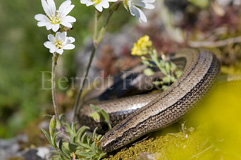Blindschleiche - Zum Vergroessern klicken!