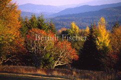 Herbstfarben im Bhmerwald - Zum Vergroessern klicken!