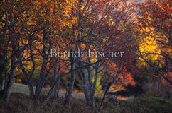 Herbstfarben im Bhmerwald - Zum Vergroessern klicken!
