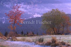 Herbstfrbung - Zum Vergroessern klicken!