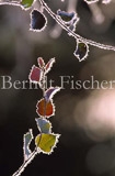 Raureif und Herbstfrbung - Zum Vergroessern klicken!