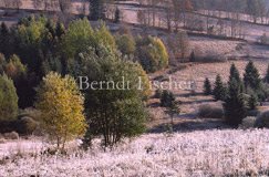 Morgen im Bhmerwald - Zum Vergroessern klicken!