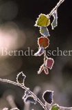Morgen im Bhmerwald - Zum Vergroessern klicken!