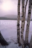 Birkenstmme  in Winterlandschaft - Zum Vergroessern klicken!