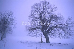 Linde im Winter - Zum Vergroessern klicken!