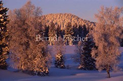 Winterlandschaft im Bhmerwald - Zum Vergroessern klicken!