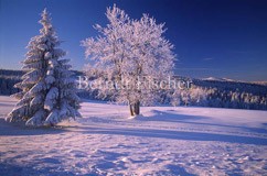 Winterlandschaft in Bhmen - Zum Vergroessern klicken!