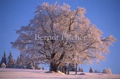 alter Baum im Winter - Zum Vergroessern klicken!