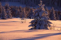 Winter im Bhmerwald - Zum Vergroessern klicken!