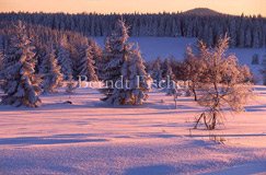 Winter im Bhmerwald - Zum Vergroessern klicken!