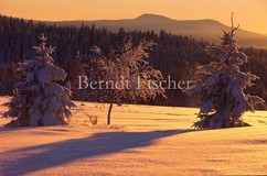Winter im Bhmerwald - Zum Vergroessern klicken!