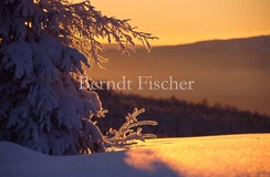 Winter im Bhmerwald - Zum Vergroessern klicken!