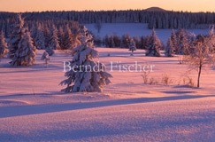 Winter im Bhmerwald - Zum Vergroessern klicken!