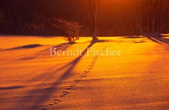 Winter im Bhmerwald - Zum Vergroessern klicken!