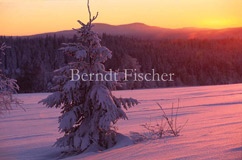 Winter im Bhmerwald - Zum Vergroessern klicken!