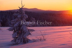Winter im Bhmerwald - Zum Vergroessern klicken!
