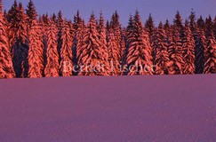 Winter im Bhmerwald - Zum Vergroessern klicken!