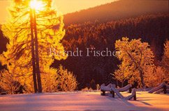 Winter im Bhmerwald - Zum Vergroessern klicken!