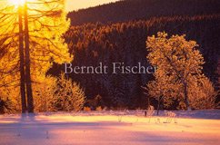 Winter im Bhmerwald - Zum Vergroessern klicken!