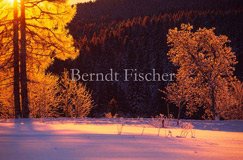 Winter im Bhmerwald - Zum Vergroessern klicken!