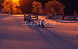 Winter im Bhmerwald - Zum Vergroessern klicken!