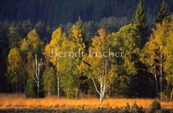 Moor Birkenwald - Zum Vergroessern klicken!