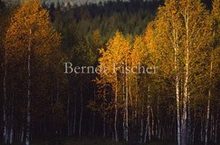 Birken Herbstfrbung - Zum Vergroessern klicken!