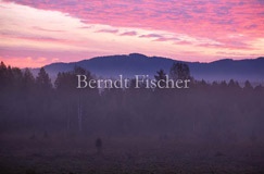 Nebel im Moor - Zum Vergroessern klicken!