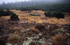 Weitf�ller Filz - Zum Vergroessern klicken!