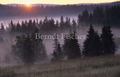 Nebel im Moor Sonnenaufgang  - Zum Vergroessern klicken!