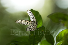 Waldnymphe Schmetterling - Zum Vergroessern klicken!