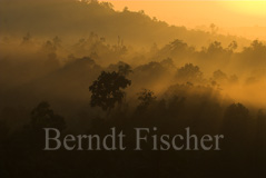 Sekundrwald Regenwald  - Zum Vergroessern klicken!