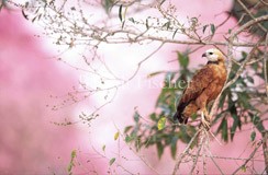Fischbussard Trompetenbaum Blte - Zum Vergroessern klicken!