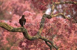 Savannenbussard Trompetenbaum - Zum Vergroessern klicken!