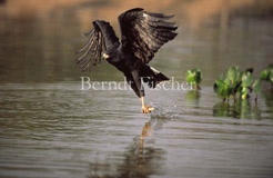 Schwarzbussard fischend - Zum Vergroessern klicken!