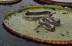 Anakonda Riesen-Seerose  - Zum Vergroessern klicken!