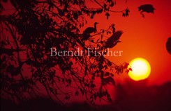 Sonnenuntergang Kuhreiher - Zum Vergroessern klicken!