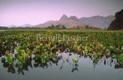 Acurizal Rio Paraguay - Zum Vergroessern klicken!
