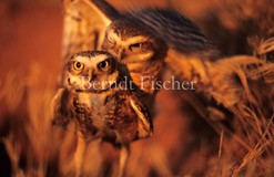 Kanincheneule - Zum Vergroessern klicken!