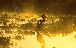 Cocoi-Reiher Sumpf Nebel - Zum Vergroessern klicken!