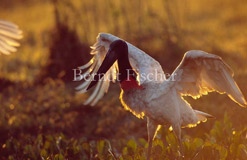 Jabiru-Storch - Zum Vergroessern klicken!