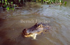 Brillenkaiman - Zum Vergroessern klicken!